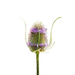 بذر خواجه باشی
