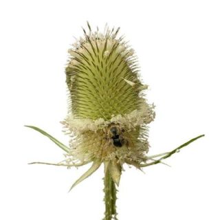 بذر خواجه باشی