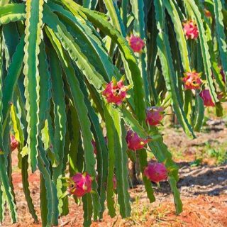 دراگون فروت سفید