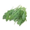 آرگولا دراگون تازه
