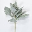گل ابری نقره ای