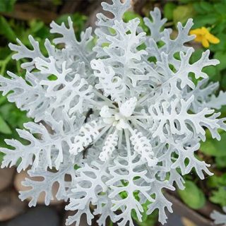 بذر گل ابری نقره ای