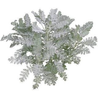 بذر گل ابری نقره ای