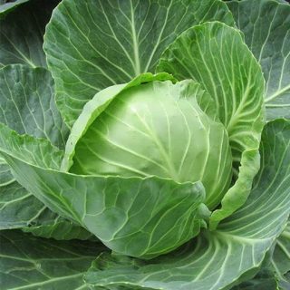 بذر کلم برگ سبز استوانه ای جرسی