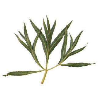 خرید بذر غازیاقی