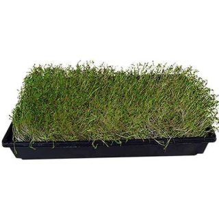 بذر میکروگرین رازیانه