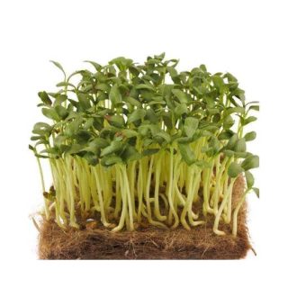 میکروگرین شنبلیله