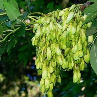 بذر درخت زبان گنجشک