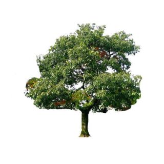 بذر درخت زبان گنجشک