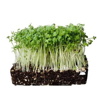 بذر میکروگرین شاهی