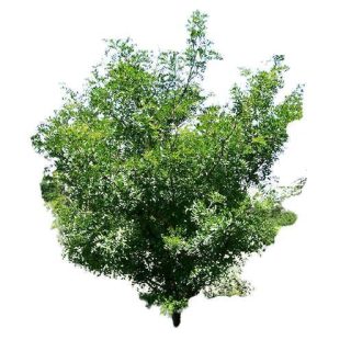بذر درخت لیلکی