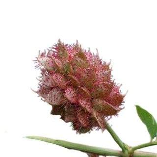 بذر شیرین بیان