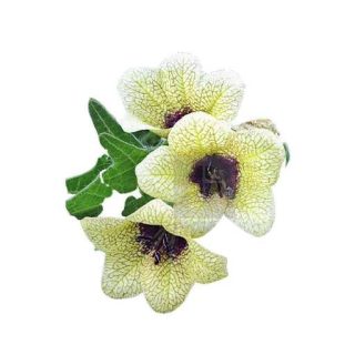 بذر البنج