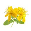 علف چای پرفراتوم