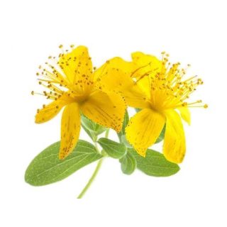 علف چای پرفراتوم