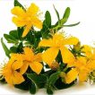 علف چای پرفراتوم خوب