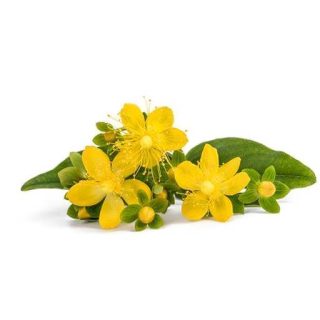 بذر علف چای پرفراتوم