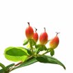 علف چای اسکبروم