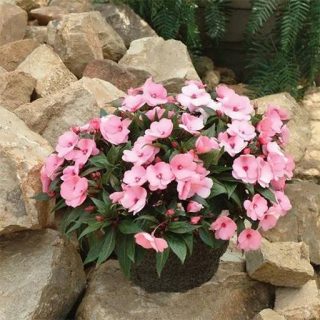 بذر گل حنایی