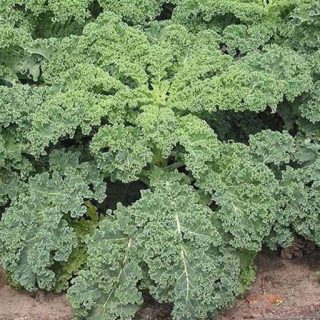 کلم کیل کوتوله آبی تازه