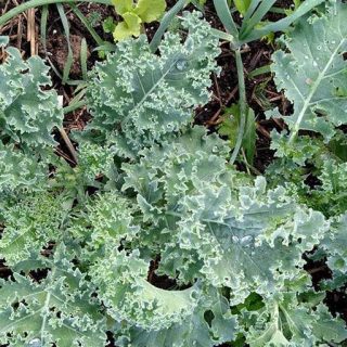 کلم کیل کوتوله آبی