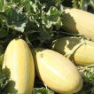 گیاه خربزه خاتونی