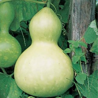 گیاه کدو قلیانی