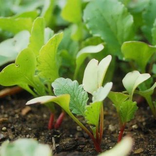 بذر برگ تربچه