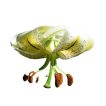 بذر گل لیلیوم چلچراغ (عنکبوتی)