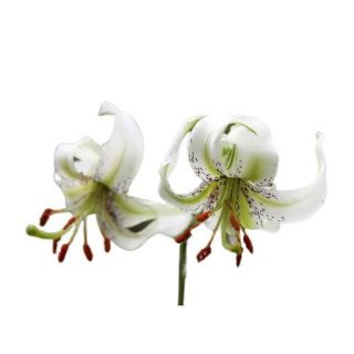 بذر گل لیلیوم چلچراغ (عنکبوتی)