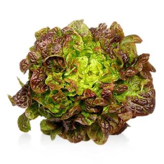 بذر کاهو فر قرمز