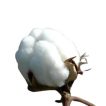 پنبه تن