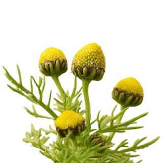 بذر بابونه اورا