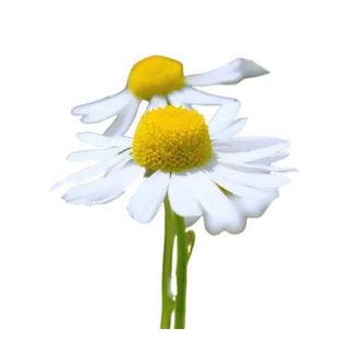 بذر بابونه کامومیل