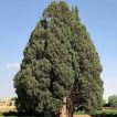 درخت سرو زربین زیبا