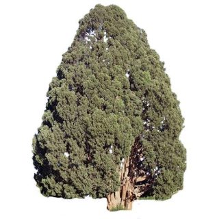 بذر درخت سرو زربین
