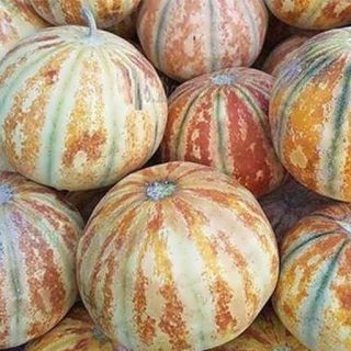 بذر طالبی شاهپسند