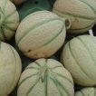 طالبی تو سبز ساوه