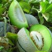 گیاه طالبی تو سبز ساوه