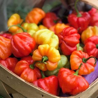فلفل اجی دو سی میکس تازه