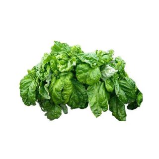 ریحان ناپولتانو