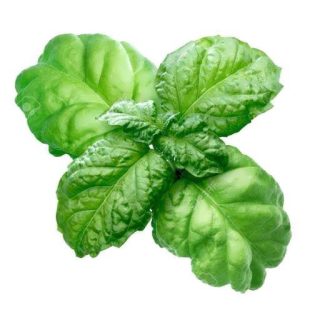 بذر ریحان ناپولتانو