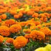 گل همیشه بهار نارنجی