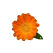 گل همیشه بهار نارنجی تازه