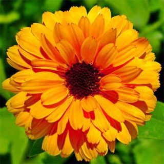 بذر گل همیشه بهار نارنجی