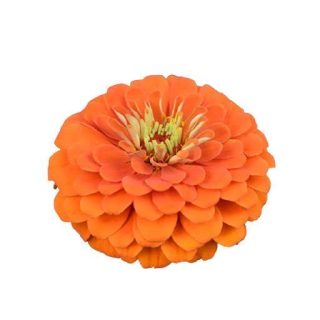 بذر گل آهار پا بلند نارنجی