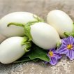 بادمجان سفید تخم مرغی تازه