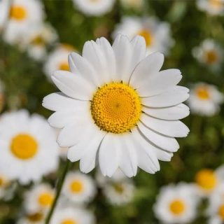 بذر گل مارگریت