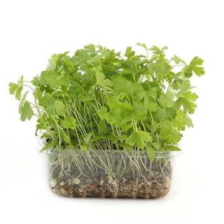 بذر میکروگرین جعفری