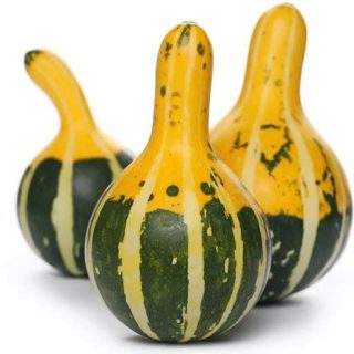 کدو تنبل گلابی میکس تازه